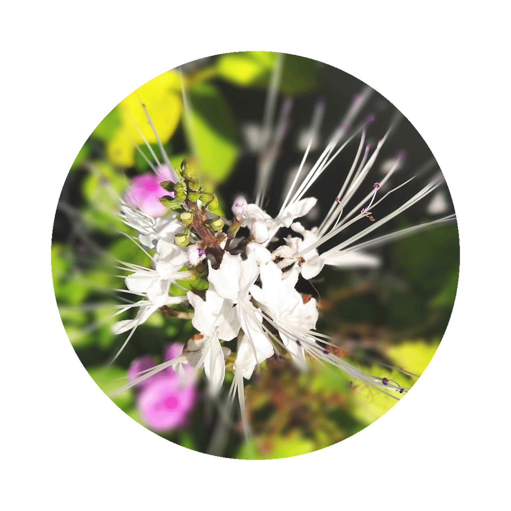 weiße Blüte des Katzenbarts in Nahaufnahme