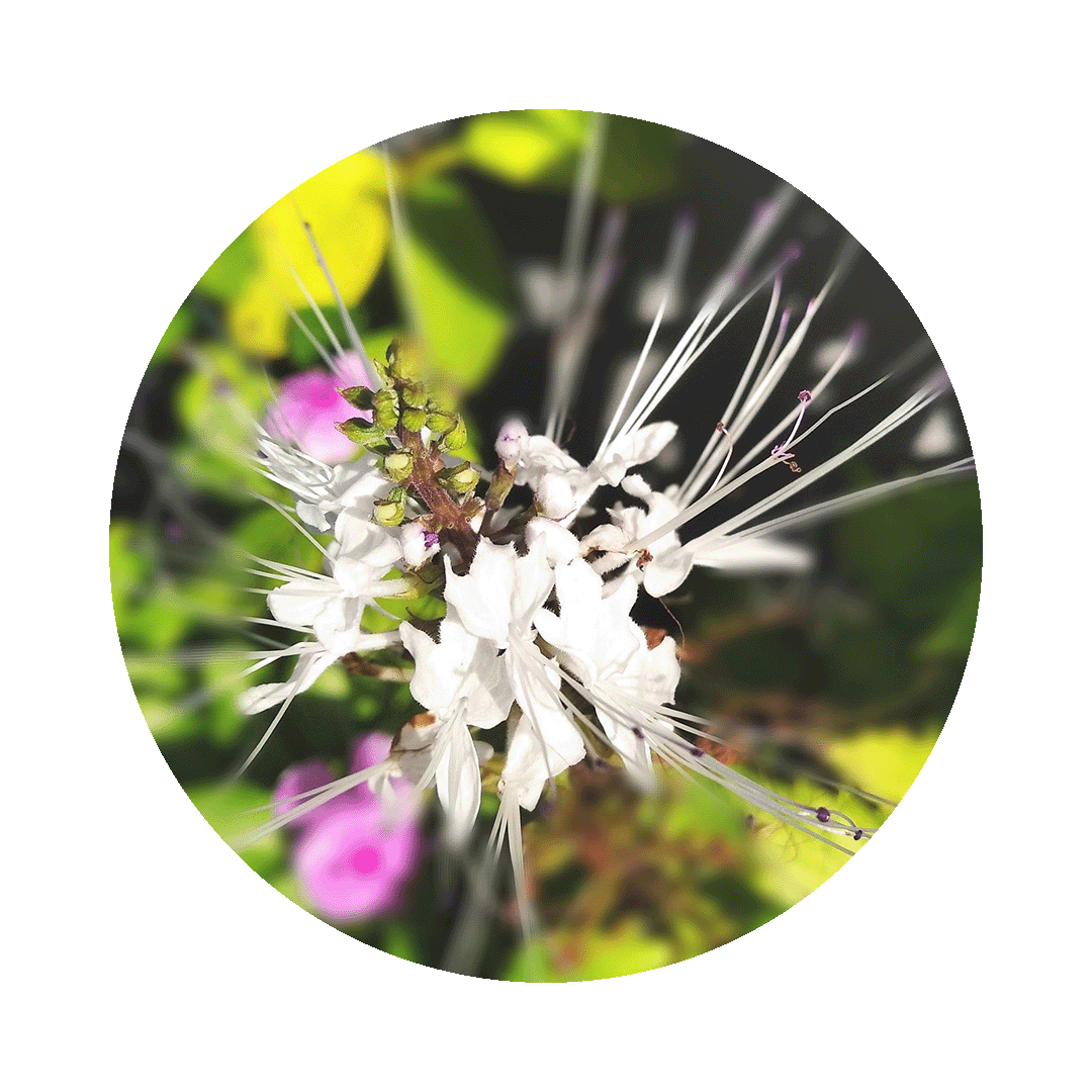 weiße Blüte des Katzenbarts in Nahaufnahme
