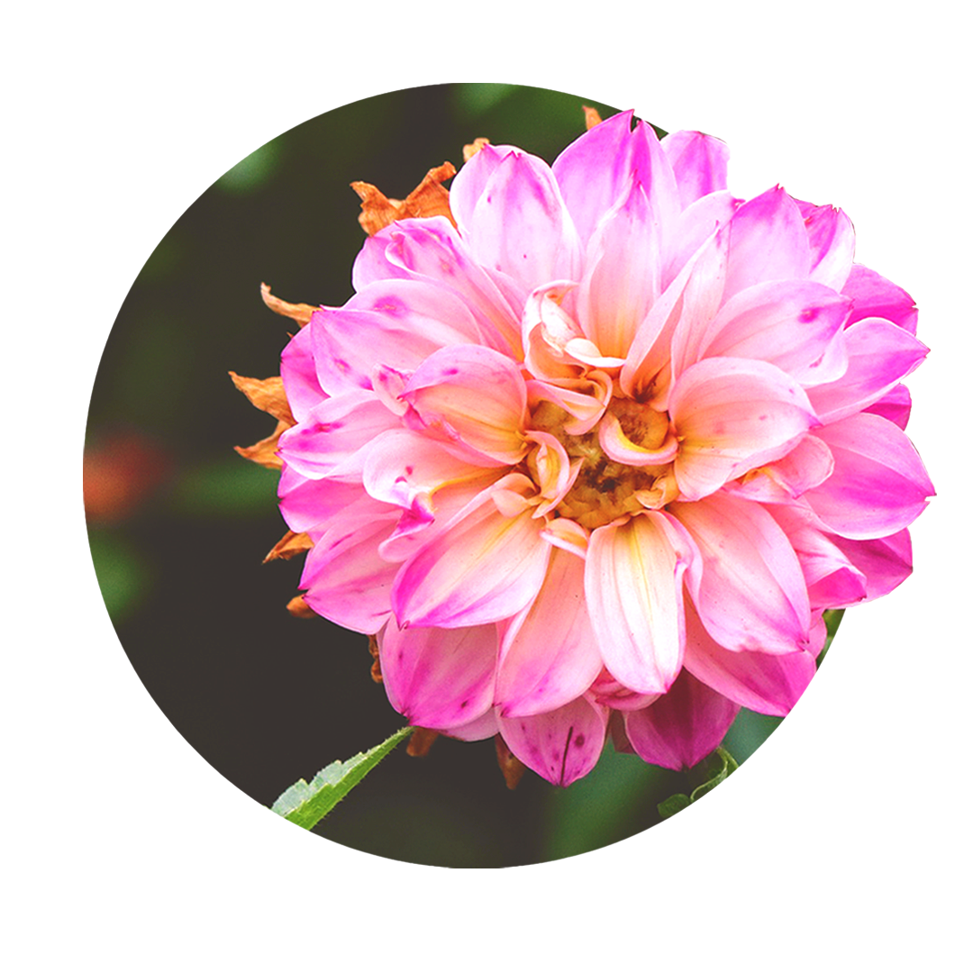 große rosa Blüte der Pfingsrose