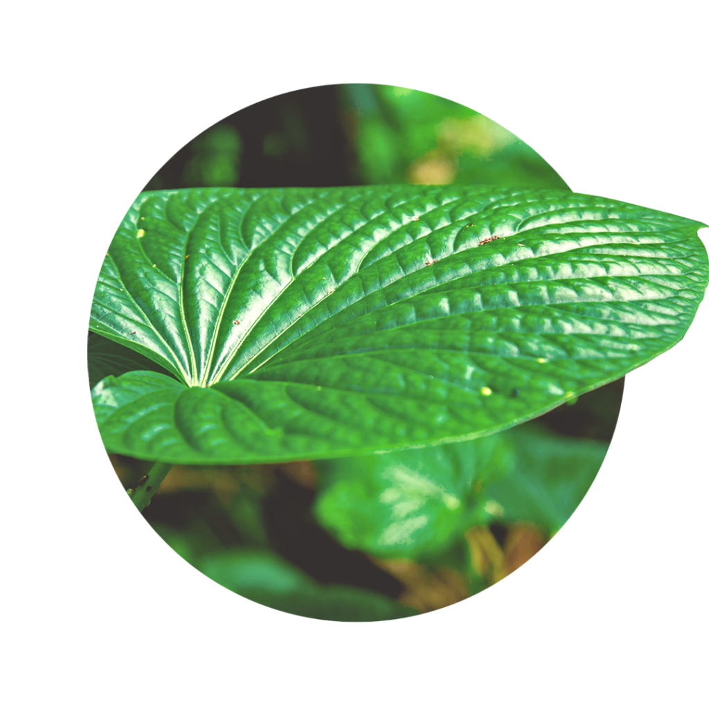 green big leaf of kava-kava