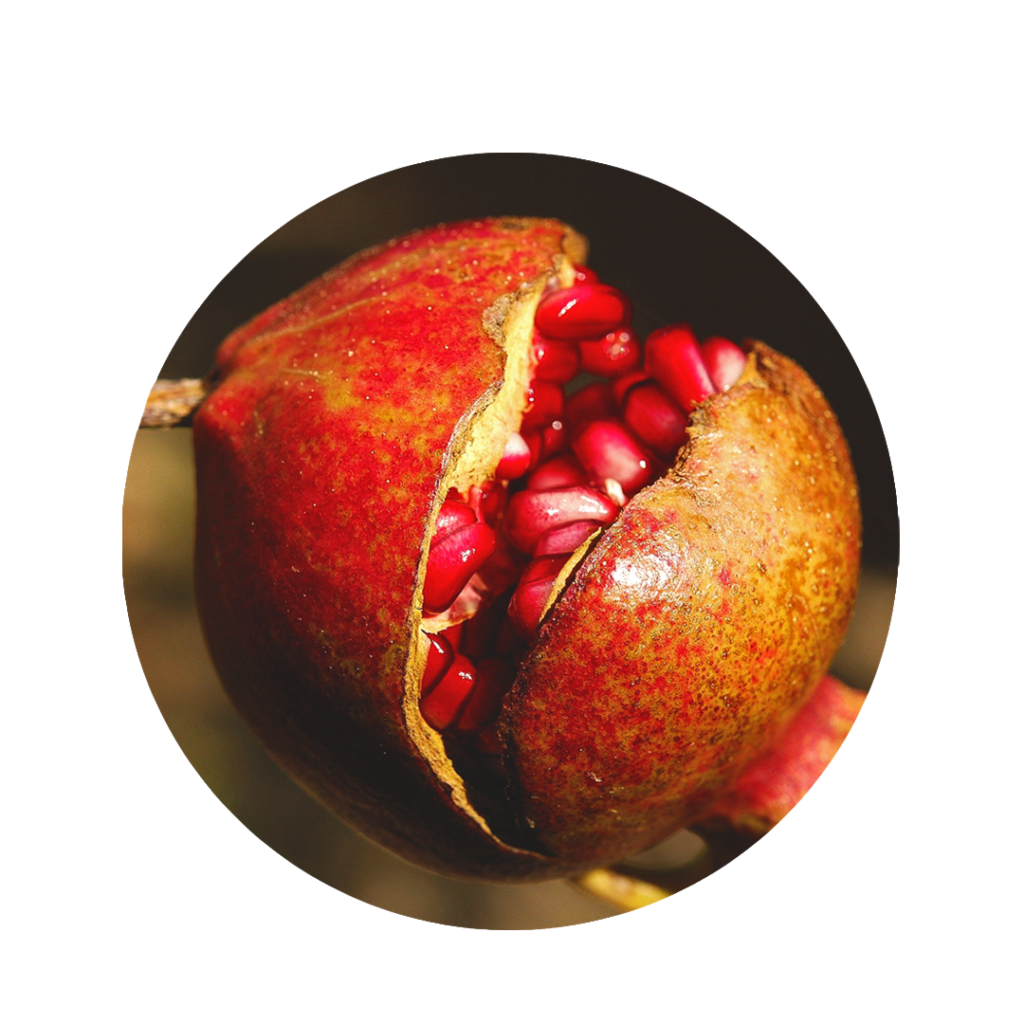 red pomegranate. which is open in the middle so that you can see the seeds