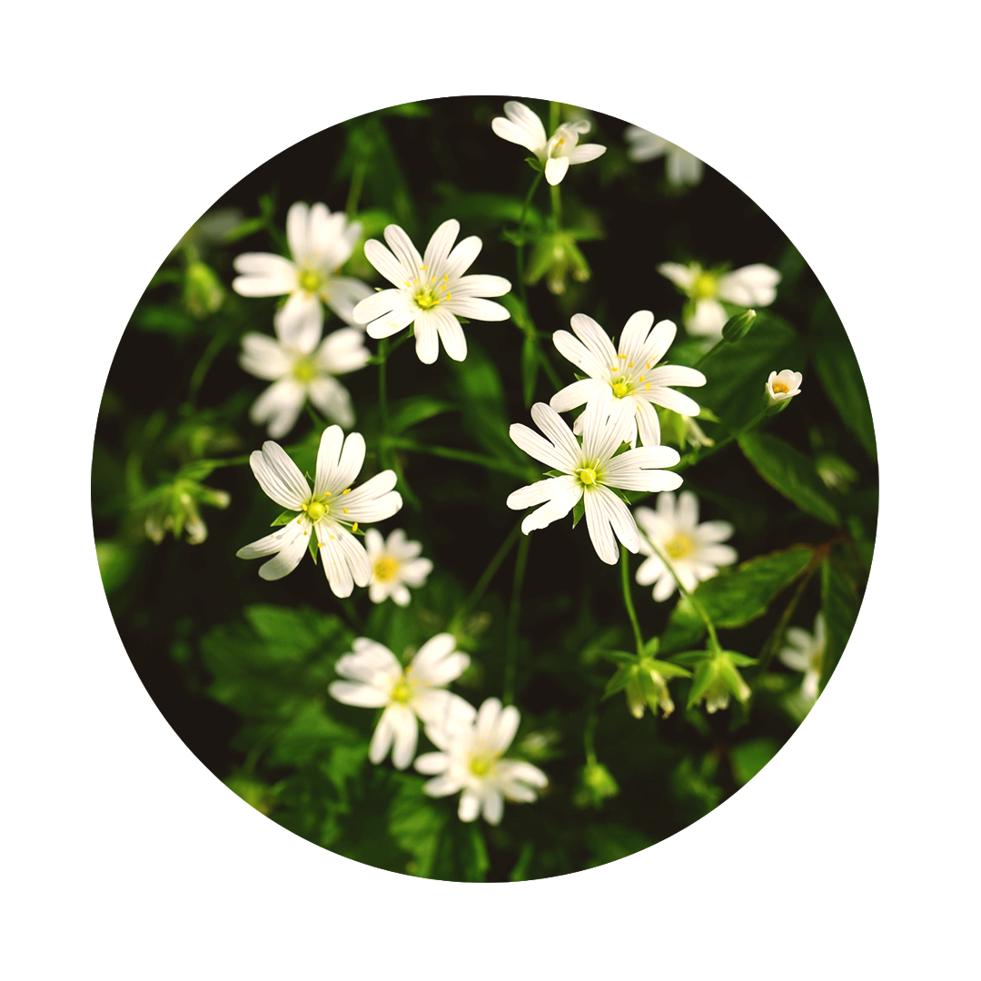 small white flowers of chickweed with dark green leaves
