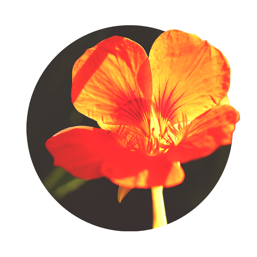 red flower of nasturtium