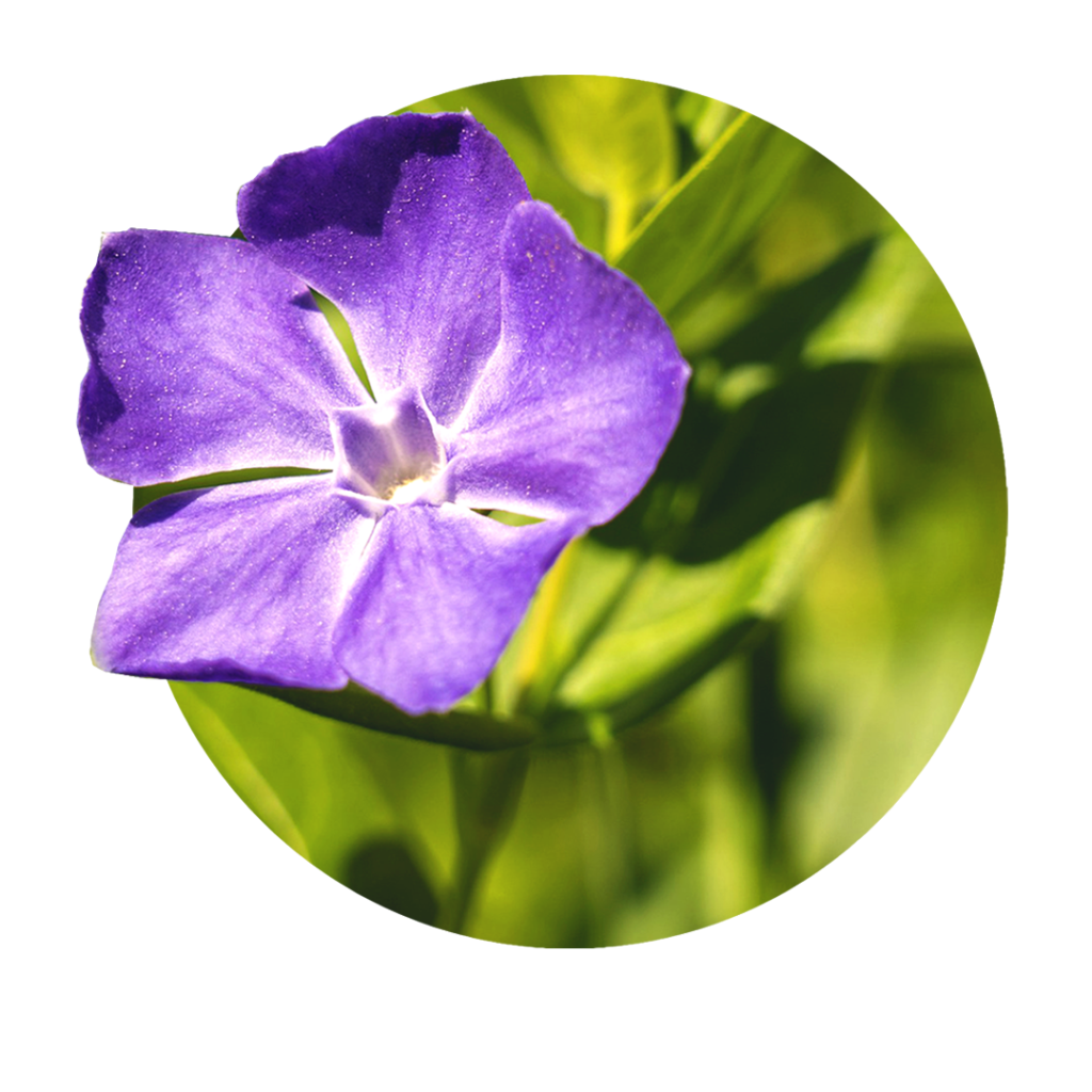 blau-lila Blüte des Immergrün mit grünem Hintergrund