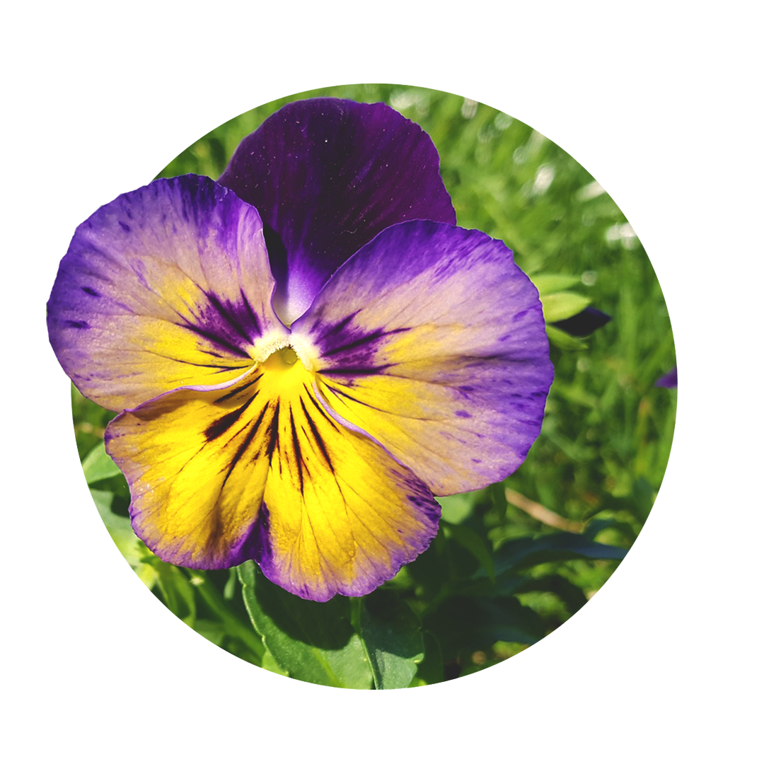 purple and yellow flower of pansy