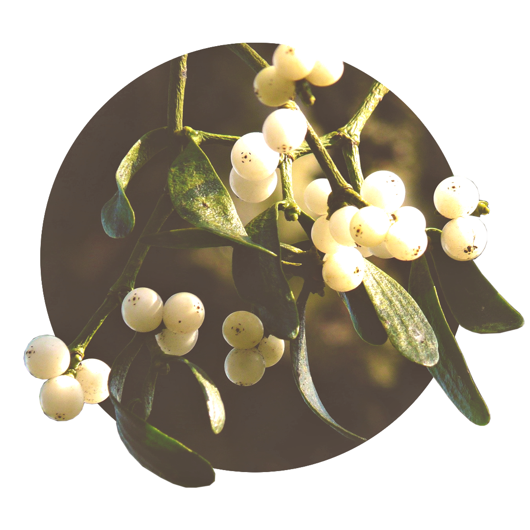 white fruits of mistletoe on a mistletoe branch