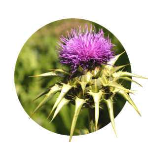 Purple flower of milk thistle with pointed green leaves