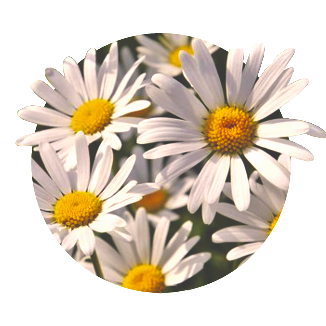 Chamomile flowers, yellow in the center and white petals