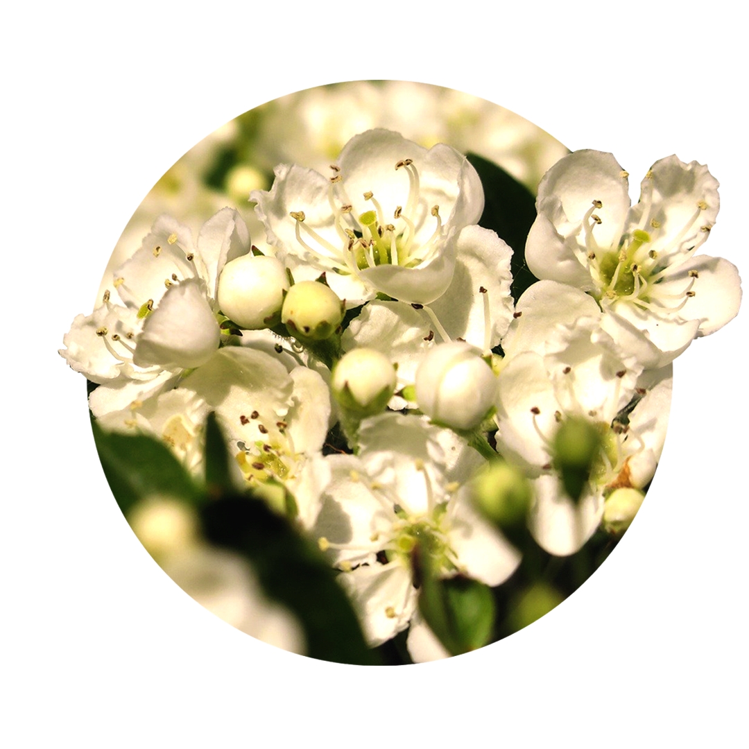 many white flowers of hawthorn