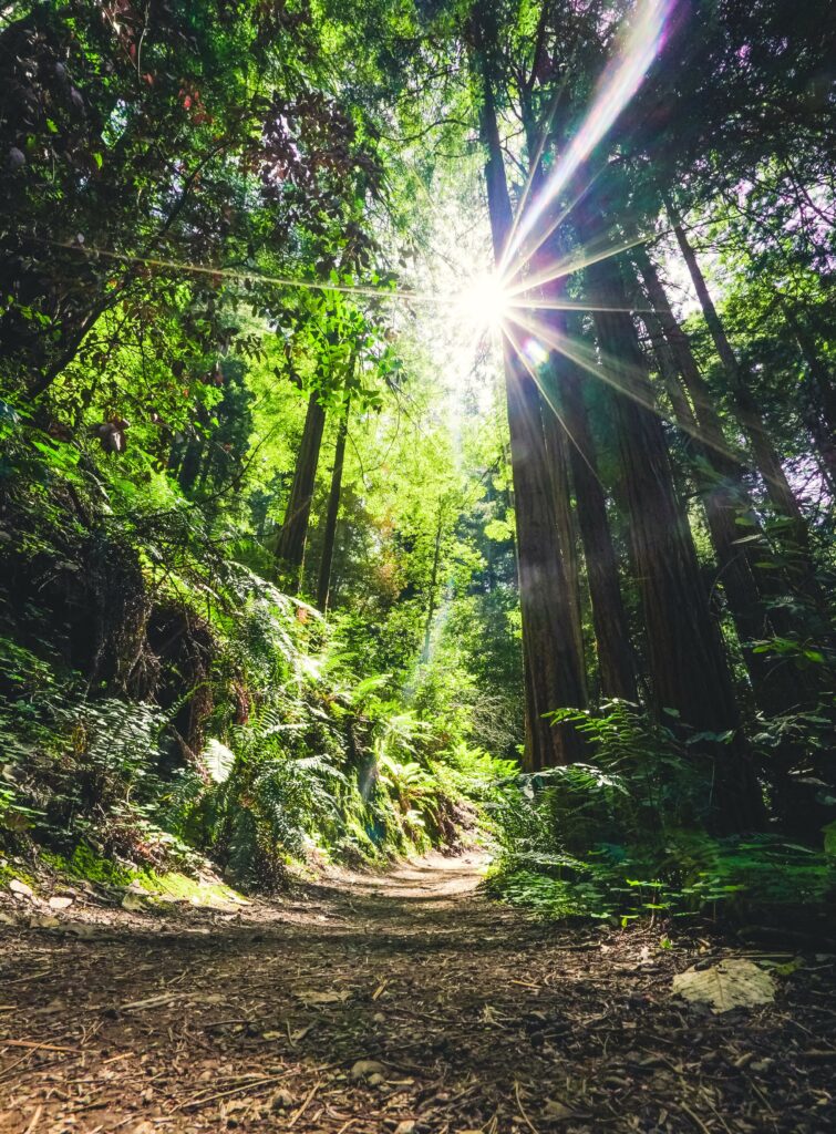 Sonniger Waldweg mit Sonnenstrahlen