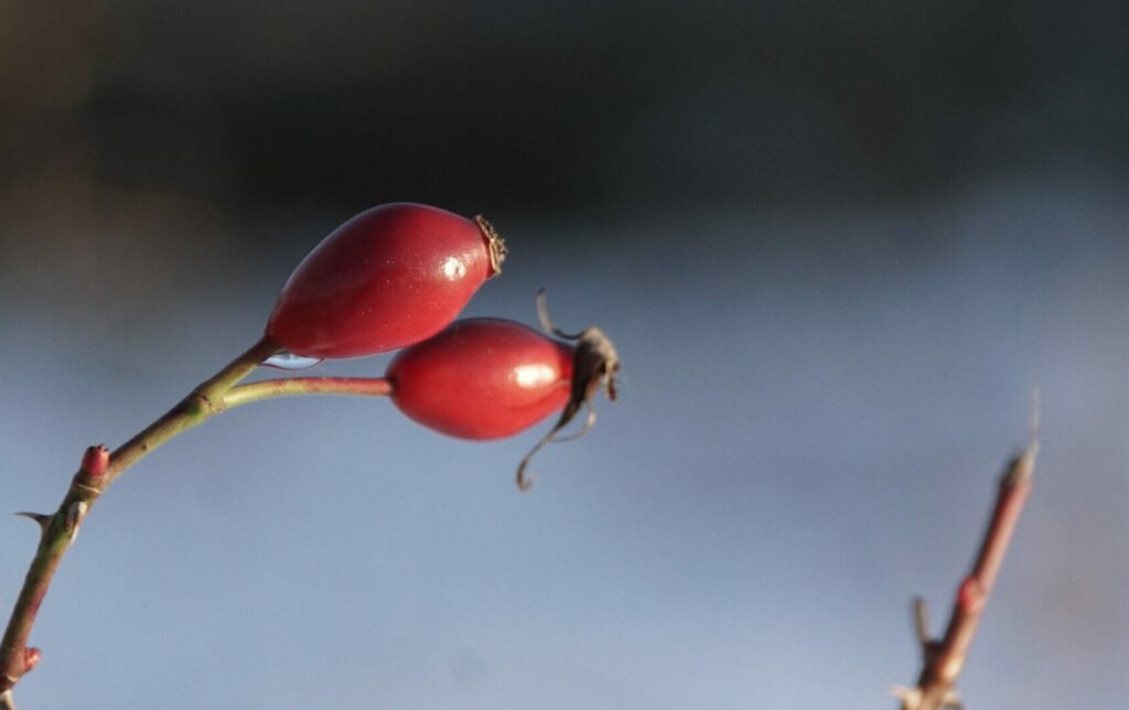 Two rose hips on one branch