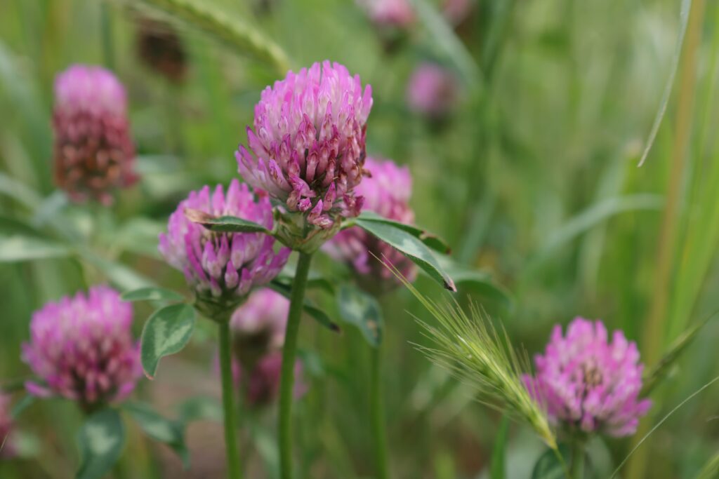 Red clover on a meadow