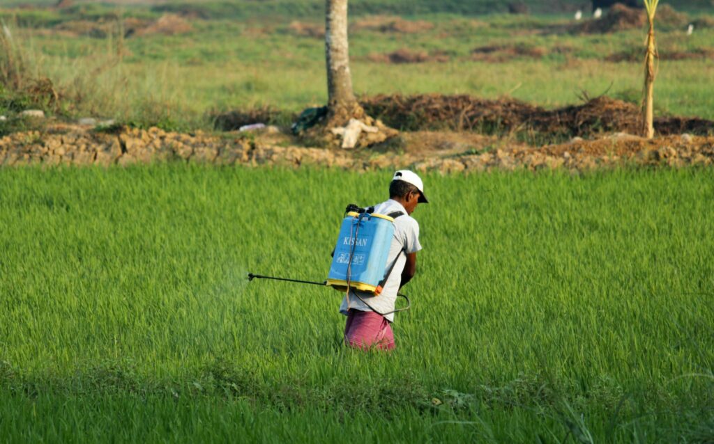 Pesticides are sprayed on a field by a man with white cap