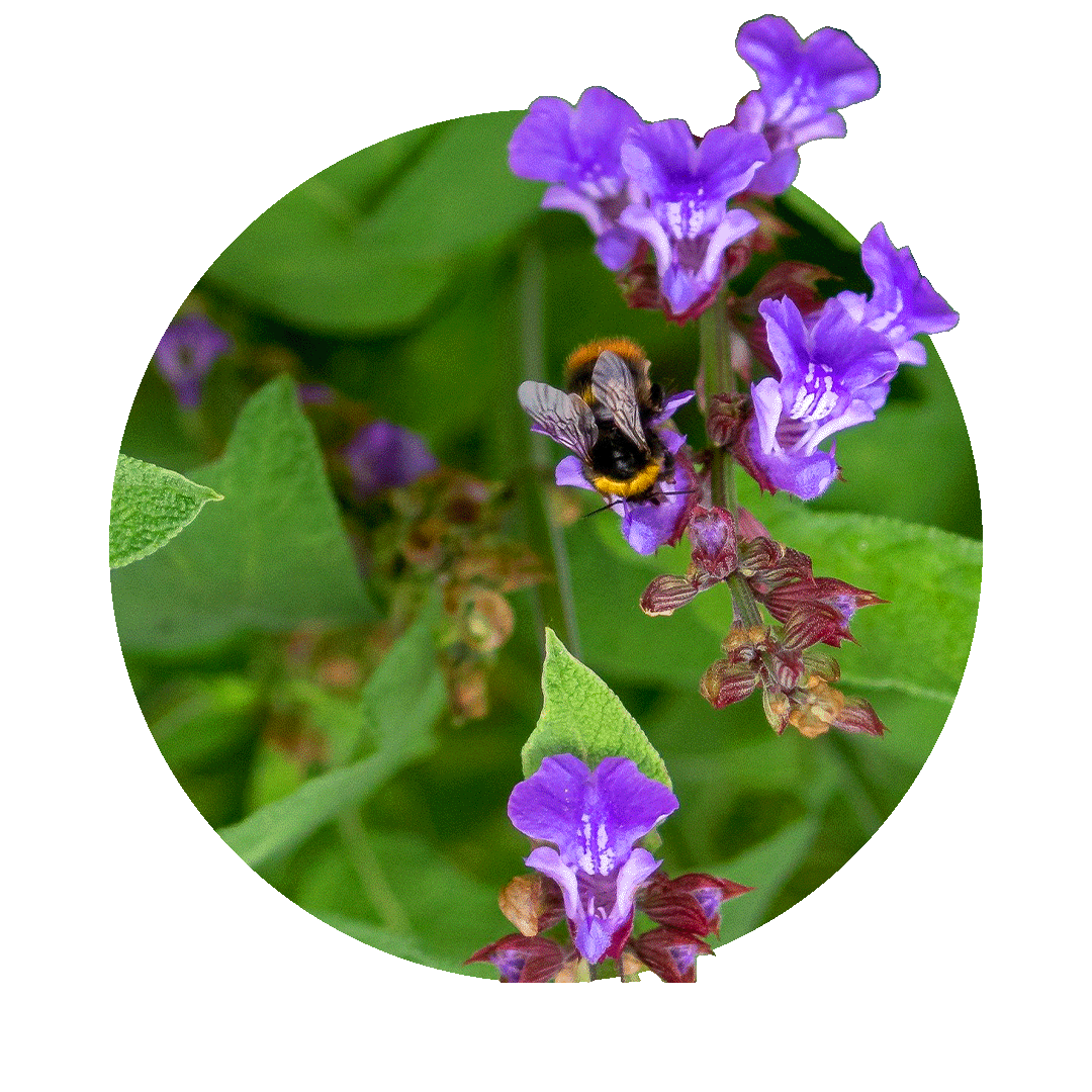 echter salbei blüte violett rundes bild farbenfroh