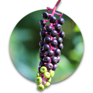 Phytolacca bubble