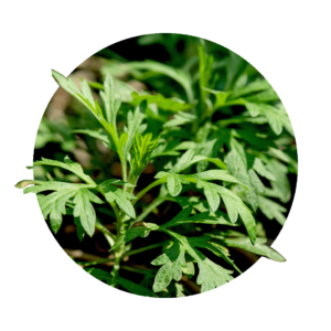 Leaves of the annual mugwort