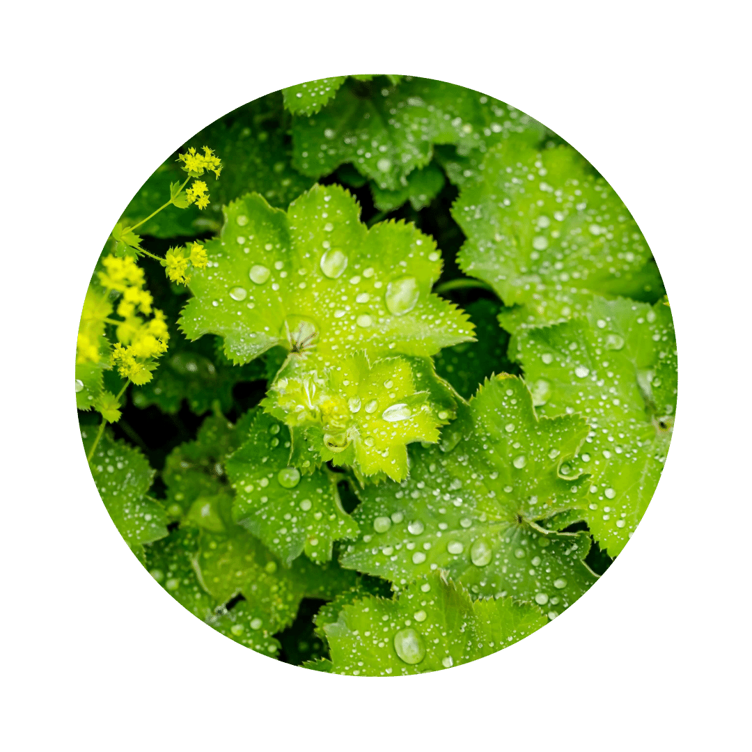 Alchemilla vulgaris as a circular flower, rich green