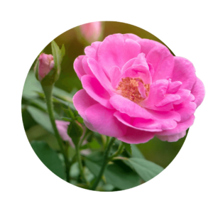 Rosa damascena as a circular flower; rich pink blossom