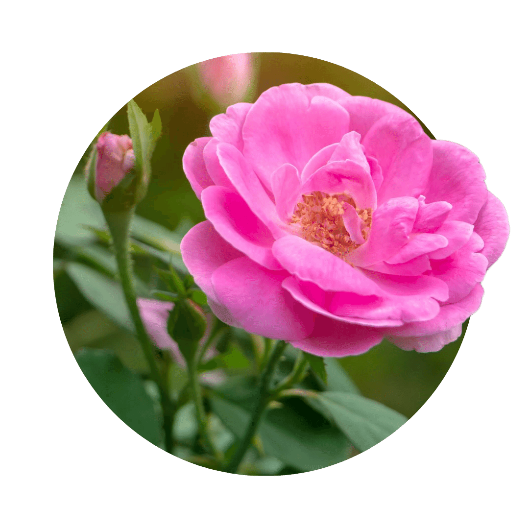 Rosa damascena als kreisfoermiges Bild; satte rosa Bluete