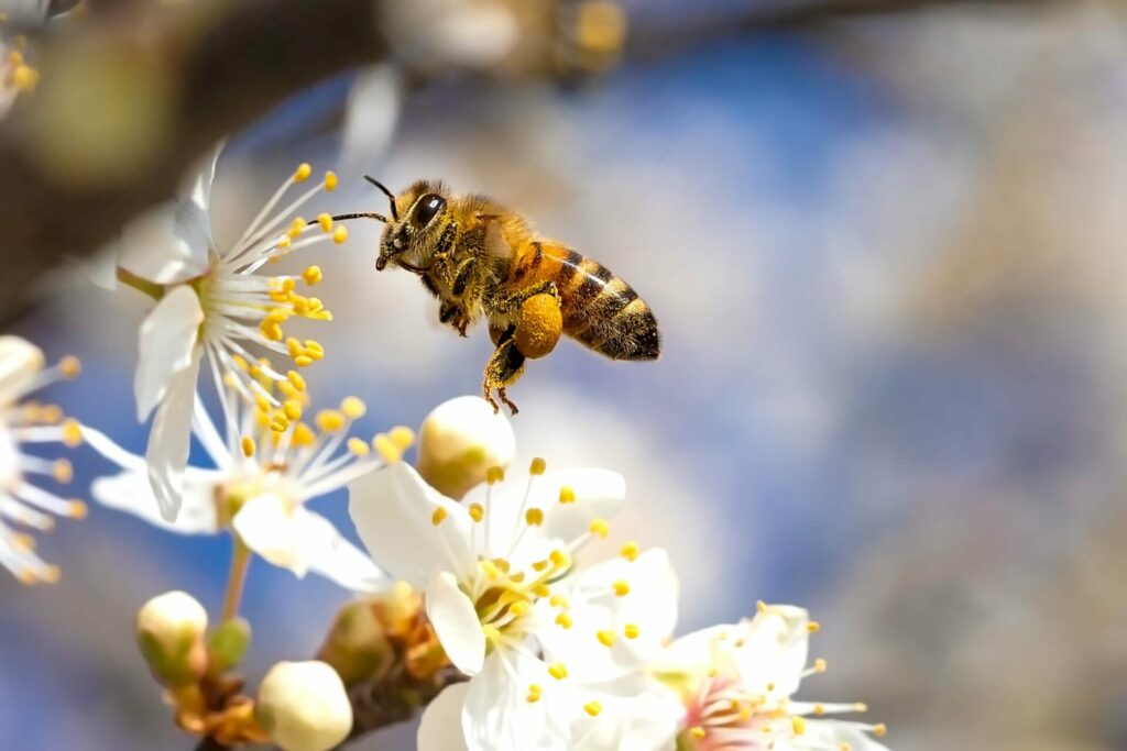 honeybee on white-yellow plant