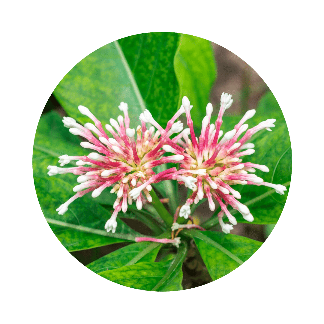 pink-white flowers on large green leaves