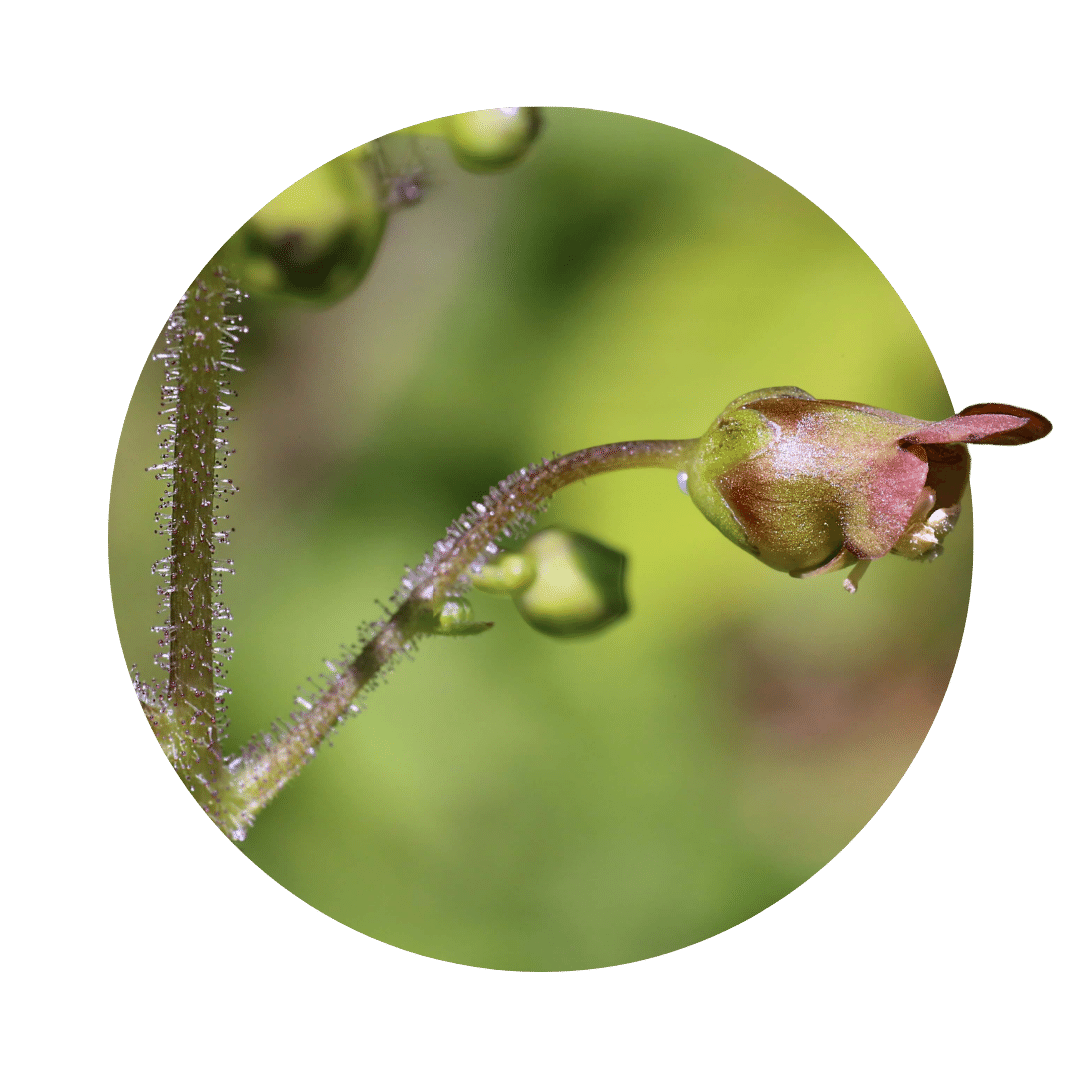 bubble scorphularia nodosa knospe violet gruen