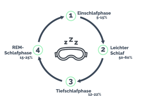 Graphical representation of the sleep cycle with sleep phases